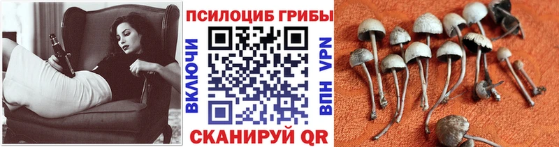 Галлюциногенные грибы ЛСД  Железногорск-Илимский 